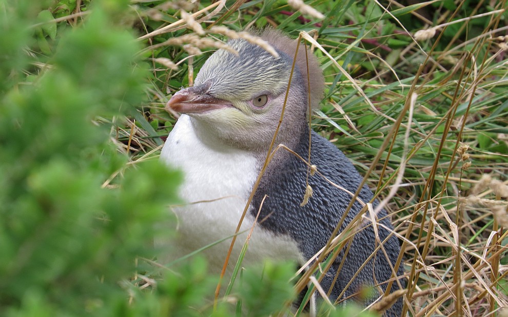 Junger Galbaugenpinguin